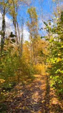 Yapraklarla kaplı bir patika boyunca sonbaharda yaprak döken bir ormandaki yoğun çalılıklarda yürümek. Dikey video.