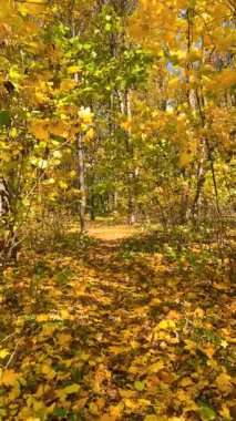 Yapraklarla kaplı bir patika boyunca sonbaharda yaprak döken bir ormandaki yoğun çalılıklarda yürümek. Dikey video.