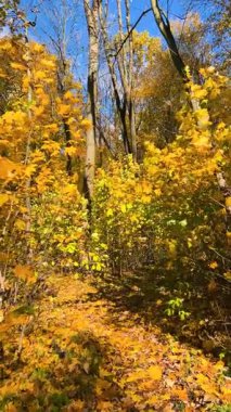 Yapraklarla kaplı bir patika boyunca sonbaharda yaprak döken bir ormandaki yoğun çalılıklarda yürümek. Dikey video.