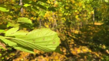 Yapraklarla kaplı bir patika boyunca sonbaharda yaprak döken bir ormandaki yoğun çalılıklarda yürümek..