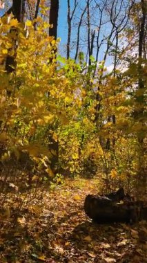 Aydınlık ve güneşli bir günde, sonbaharda dökülen yapraklarla dolu bir orman. Video arka planda güneş ışığıyla aydınlatılıyor. Dikey video.