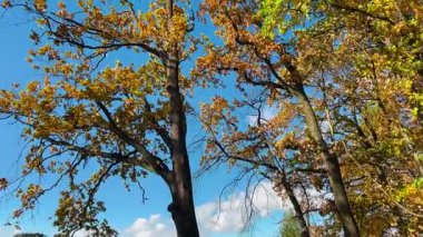 Uzun boylu, sarı yapraklı meşe ağaçları güneşli bir sonbahar gününde açık mavi gökyüzüne karşı güneş tarafından aydınlatılarak aşağıdan filme alınır. Işığın değiştiği ve bulutun güneşi örttüğü an.