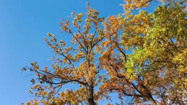 Uzun boylu, sarı yapraklı meşe ağaçları güneşli bir sonbahar gününde açık mavi gökyüzüne karşı güneş tarafından arka planda çekilir..