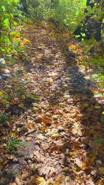 Aydınlık ve güneşli bir günde, sonbaharda dökülen yapraklarla dolu bir orman. Video arka planda güneş ışığıyla aydınlatılıyor. Dikey video.