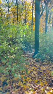 Aydınlık ve güneşli bir günde, sonbaharda dökülen yapraklarla dolu bir orman. Video arka planda güneş ışığıyla aydınlatılıyor. Dikey video.