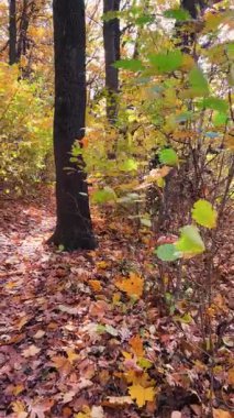 Aydınlık ve güneşli bir günde, sonbaharda dökülen yapraklarla dolu bir orman. Video arka planda güneş ışığıyla aydınlatılıyor. Dikey video.