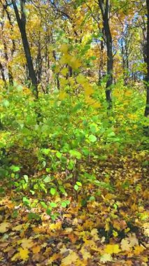Yoğun bir sonbahar yaprak döken ormanın manzarası açık ve güneşli bir günde uzun, ince ağaçlar. Dikey video.