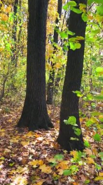Aydınlık ve güneşli bir günde, sonbaharda dökülen yapraklarla dolu bir yol. Dikey video.