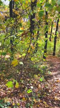 Aydınlık ve güneşli bir günde, sonbaharda dökülen yapraklarla dolu bir yol. Dikey video.