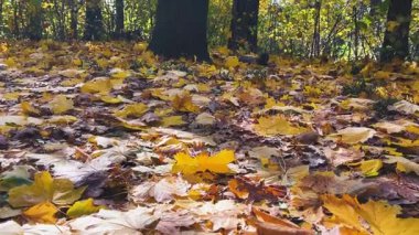 Yerdeki parlak sarı-turuncu akçaağaç yaprakları sonbaharda yaprak döken bir ormanda arka plandaki güneş ışığıyla filme alınır..