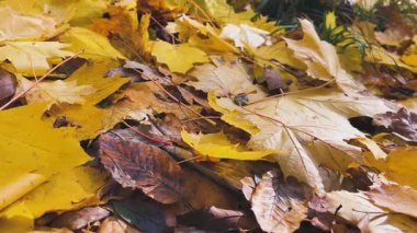 Parlak sarı-turuncu akçaağaç yapraklarının yakın plan çekimi, sonbahar aylarında yaprak döken bir ormanda arka planda çekilmiş..