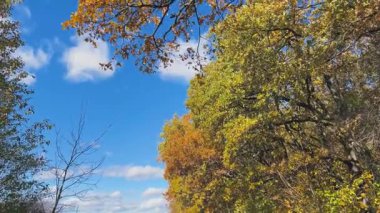 Uzun boylu, sarı yapraklı ağaçlar güneşli bir sonbahar gününde açık mavi gökyüzüne karşı alçak bir açıdan çekilir..