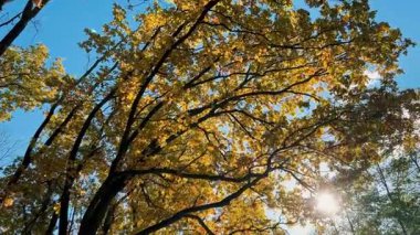 Uzun boylu, sarı yapraklı meşe ağaçları güneşli bir sonbahar gününde açık mavi gökyüzüne karşı güneş tarafından arka planda çekilir..