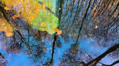 Sonbahar kayın ormanlarının ve düşen altın yaprakların arasında temiz, saf kaynak suyu olan küçük bir yapay gölet. Mavi gökyüzü ve ağaçlar su yüzeyine yansıyor..