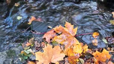 Resimli bir dekoratif akarsu, küçük şelaleler ve bir sonbahar parkında granit taşların üzerine düşmüş sarı yapraklar..