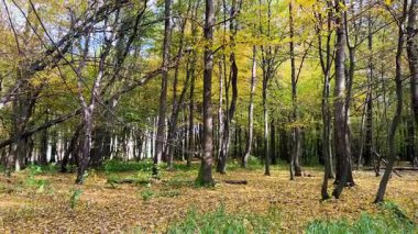 Sonbaharda yaprak döken uzun, ince ağaçlarla kaplı bir ormanda yapraklar yavaşça yere düşer..