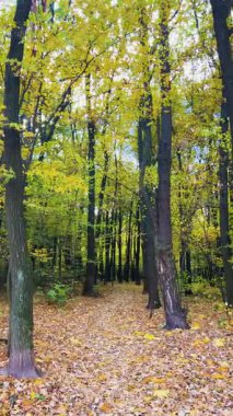 Uzun, ince ağaçlarla dolu bir sonbahar yaprak döken ormanda yapraklar yavaşça yere düşer. Dikey video.