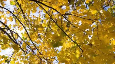 Parlak sarı akçaağaç yaprakları, rüzgarın esintisinde dallarında sonbahar ağaçlarının ve mavi gökyüzünün zemininde çırpınır. Düşük açılı video görüntüleri.