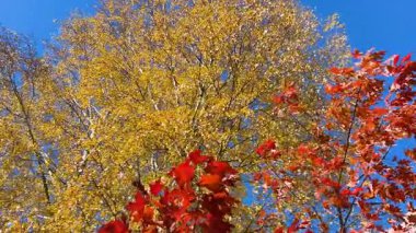 Sarı huş ağacı ve kavak yapraklı ağaçlar, kırmızı quercus rubra (kuzey kırmızı meşe) rüzgarın esintisinde salınır parlak mavi gökyüzünde. Düşük açılı video görüntüleri.