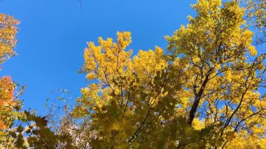 Parlak mavi gökyüzüne karşı sarı yaprakları olan sonbahar ağaçlarının taçları alçak bir açıdan çekilir ve engin bir orman etkisi yaratır. Atlıkarınca etkisi..