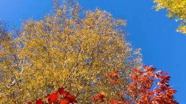Sarı huş ağacı ve kavak yapraklı ağaç tepeleri, kırmızı quercus rubra veya kuzey kırmızı meşe yaprakları, ve parlak mavi gökyüzüne karşı yeşil kavak yaprakları. Düşük açılı video görüntüleri.