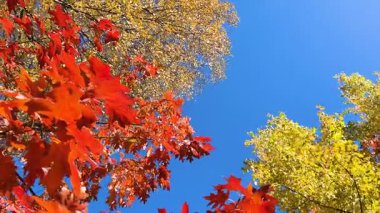 Sarı huş ağacı ve kavak yapraklı ağaçlar, kırmızı quercus rubra (kuzey kırmızı meşe) rüzgarın esintisinde salınır parlak mavi gökyüzünde. Düşük bir açıdan video görüntüleri. Atlıkarınca etkisi.