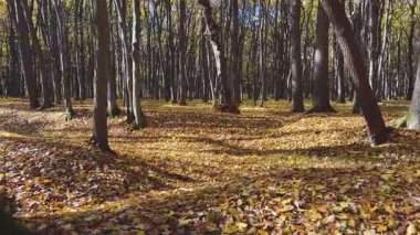 Güneşli bir günde yere dökülen yapraklarla dolu bir sonbahar yaprağı. Ormanda bir yürüyüş..