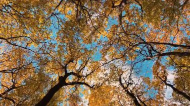 Uzun boylu, sarı yapraklı akçaağaç ağaçları rüzgarda sallanıyor ve sizi sonbahar ormanına sokan mavi gökyüzüne karşı alçak bir açıdan çekim yapıyorlar. Atlıkarınca etkisi.