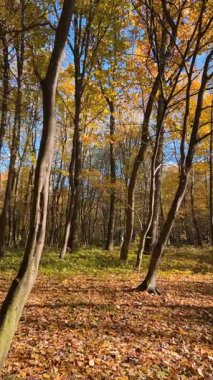 Uzun, ince ağaçlarla dolu bir sonbahar yaprak döken ormanda yapraklar yavaşça yere düşer. Dairesel panorama. Dikey video.