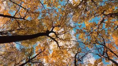 Uzun boylu, sarı yapraklı akçaağaç ağaçları sonbahar ormanına daldıran mavi gökyüzüne karşı alçak bir açıdan çekim yapıyorlar. Atlıkarınca etkisi.