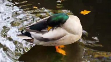 Sarı sonbahar yaprakları arasında bir gölette yaban ördeği (Anas platyrhynchos).