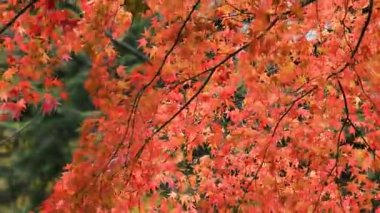 Acer Palmatum 'un parlak kırmızı yaprakları veya Japon akçaağacı bir sonbahar parkında ağaçların arka planına karşı.