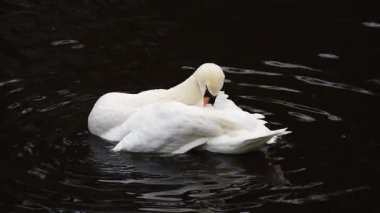 Beyaz kuğu gölün sularında banyo yapar, yıkar ve kanatlarını ve tüylerini temizler..