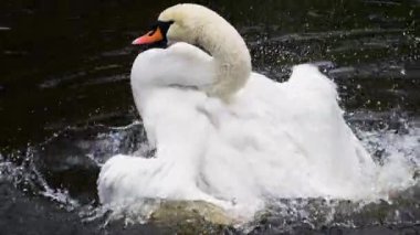 Beyaz kuğu göletin sularında banyo yapar, yıkar ve kanatlarını ve tüylerini temizler. Yavaş çekim.