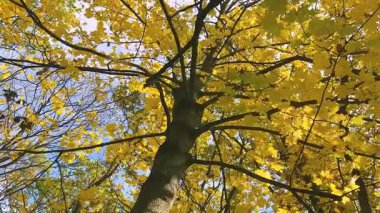 Parlak sarı akçaağaç yaprakları, rüzgarın esintisinde dallarında sonbahar ağaçlarının ve mavi gökyüzünün zemininde çırpınır. Güneş ışınları yaprakları delip geçiyor. Düşük açılı video görüntüleri.