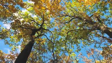 Uzun boylu, akçaağaç ve sarı yapraklı meşe ağaçları mavi gökyüzüne karşı alçak bir açıdan çekim yapıyorlar. Etkisi çok derin: Sonbahar ormanlarına taşınıyorsunuz..