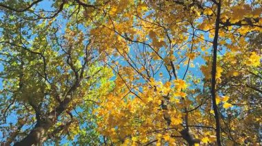 Uzun boylu, akçaağaç ve sarı yapraklı meşe ağaçları mavi gökyüzüne karşı alçak bir açıdan çekim yapıyorlar. Etkisi çok derin: Sonbahar ormanlarına taşınıyorsunuz..