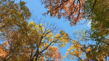 Uzun boylu, sarı, turuncu ve yeşil yapraklı ağaçlar mavi gökyüzüne karşı alçak bir açıdan çekim yapıyorlar. Etkisi çok derin: Sonbahar ormanlarına taşınıyorsunuz..