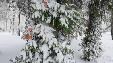 Thuja batısında kışın bir parkta karla kaplı bir ağacın gövdesi ve dalları..