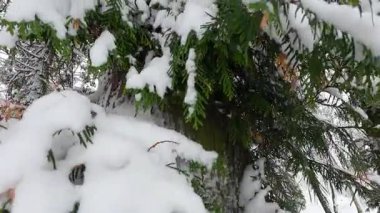 Thuja batısında kışın bir parkta karla kaplı bir ağacın gövdesi ve dalları..