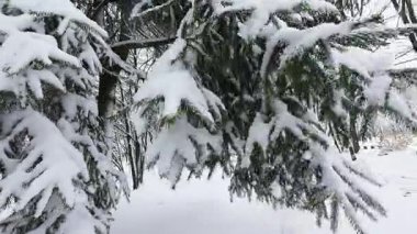 Karla kaplı köknar dalları yakın planda gösteriliyor. Ani bir hareket, dallardan karların uçmasına neden olur..