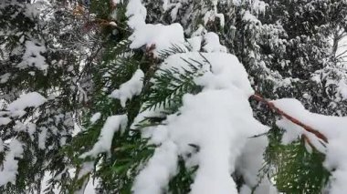 Thuja batısında kışın bir parkta karla kaplı bir ağacın gövdesi ve dalları..