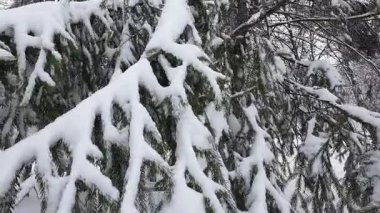 Karla kaplı yeşil dallar çerçeveyi huzurlu bir kış sahnesiyle dolduruyor. Yoğun kar güzel, doğal bir doku ve desen yaratır. Bu sakin görüntüler sessiz bir park ortamında çekildi..