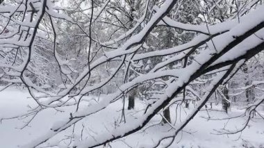 Taze, beyaz karla kaplı sakin bir kış ormanı. Karla kaplı ağaç dallarının, karlı ormanın huzurlu arka planına yakın görüntüsü..