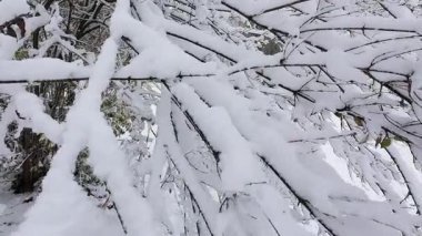 Taze kar bir kış ormanında ağaç dallarını kaplar. Soğuk hava güzel, sakin bir doğal manzara yaratır. Bu görüntüler tatil, doğa ya da mevsimlik projeler için mükemmel..