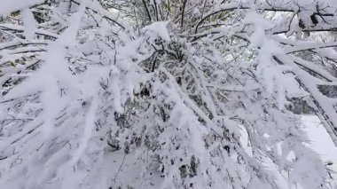 Kar, bir park ortamında ağaç dallarını kaplar. Video huzurlu, kış manzarası yakalıyor. Bu görüntü doğa, hava veya tatil sezonu ile ilgili projeler için idealdir..