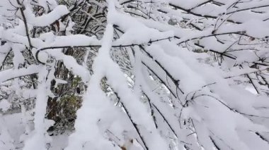 Taze karla dolu ağaç dallarının yakın görüntüsü. Doğal bir orman ortamında sakin bir kış sahnesi. Kış temalı projeler ve tasarımlar için mükemmel bir arkaplan.