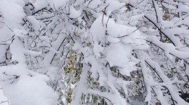 Taze kar, kış harikalar diyarı sahnesinde ağaç dallarını kaplıyor. Ağır beyaz battaniye koyu renk dallar ve kalan birkaç yeşil yaprakla çelişiyor..