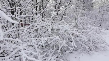 Karla kaplı bir ormanda sakin bir kış sahnesi. Ağaç ve çalıların çıplak dalları ağır şekilde taze beyaz karla doludur. Huzurlu doğal manzara soğuk ve sessizliği çağrıştırıyor..