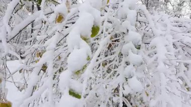 Sonbahar, karlı bir doğal ortamda kışı karşılar. Sarı ve yeşil yapraklar taze beyaz karla kaplıdır. Dallar güzel, erken kar yağışıyla ağırlaşır..